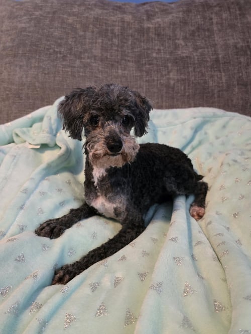 MIMI - Poodle (Miniature) for adoption in Wilmington
