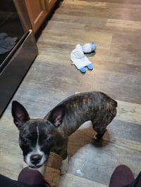 Cinny (currently being fostered in Florida) - Photo 1