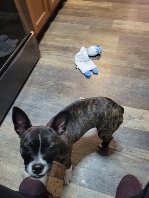 CINNY (CURRENTLY BEING FOSTERED IN FLORIDA) - Boston Terrier / Terrier for adoption in Wilmington