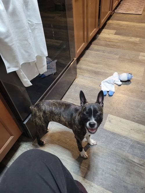 CINNY (CURRENTLY BEING FOSTERED IN FLORIDA) - Boston Terrier / Terrier available for adoption