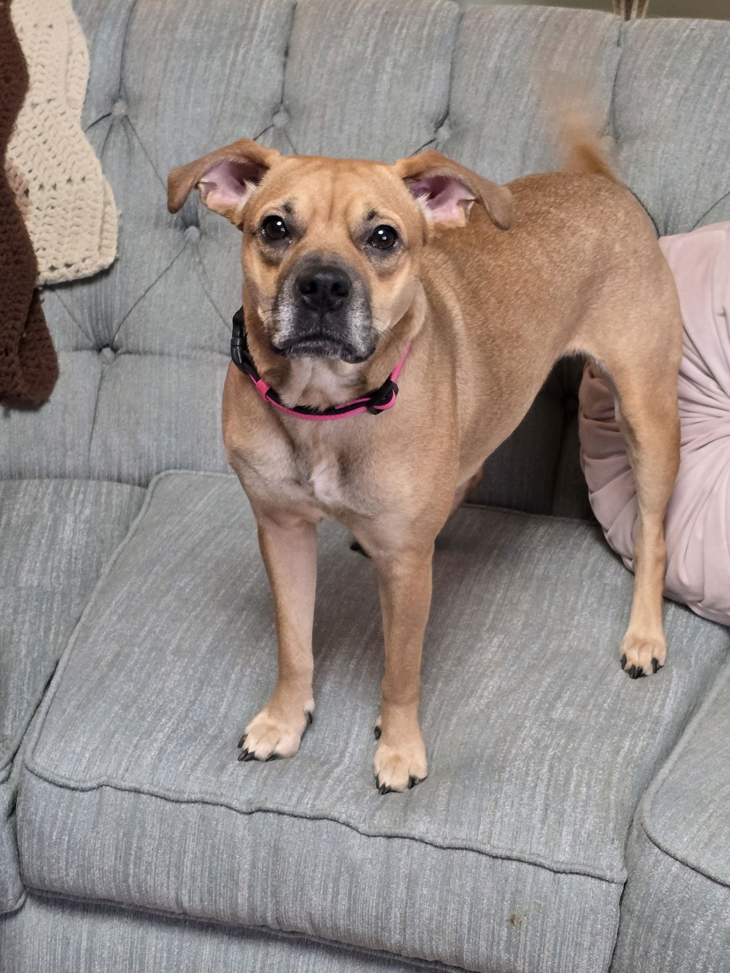 SHEBA - Unknown for adoption in Wilmington