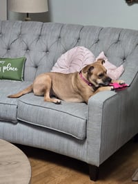 Sheba - Photo 3