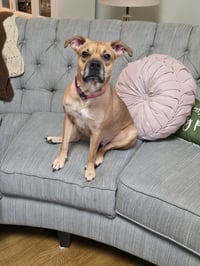 Sheba - Photo 2