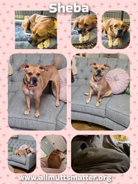 Sheba - Photo 4