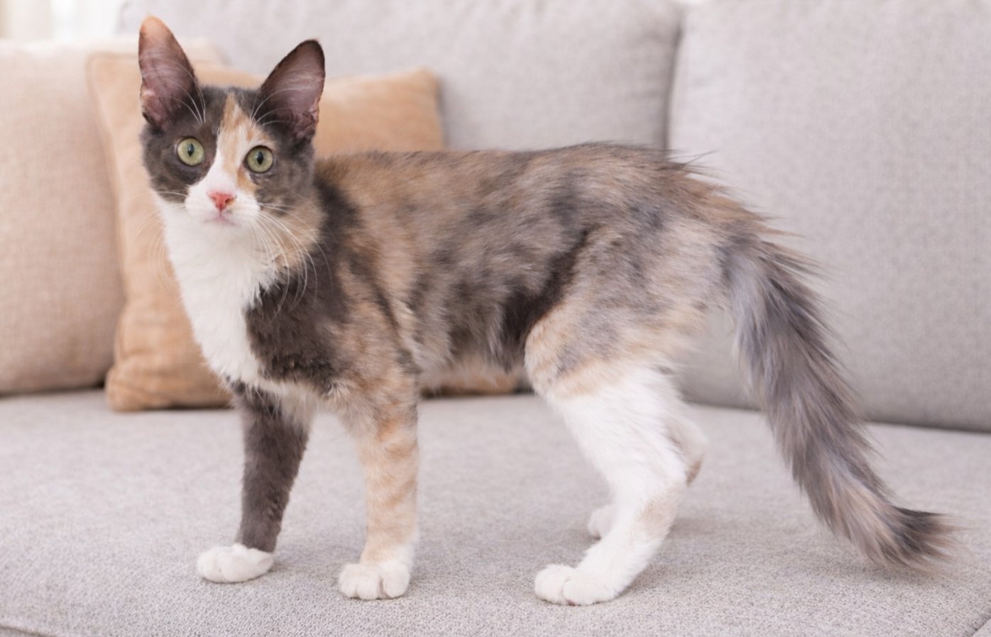 KEELEY - Calico available for adoption