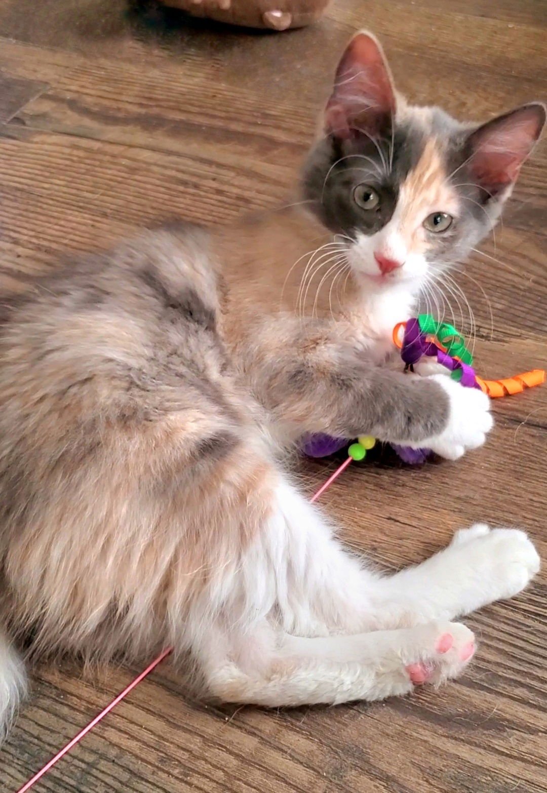 KEELEY - Calico available for adoption