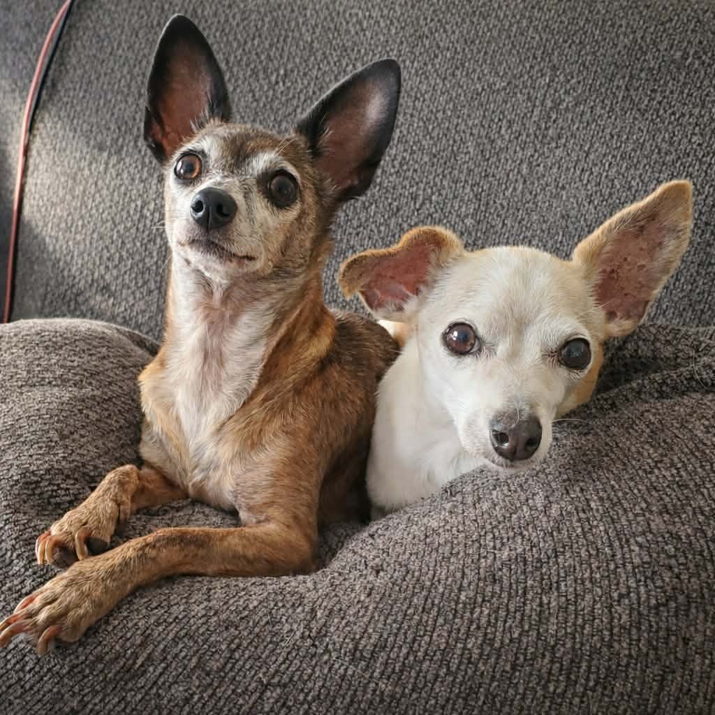 BEATRIX AND REMY - Chihuahua available for adoption
