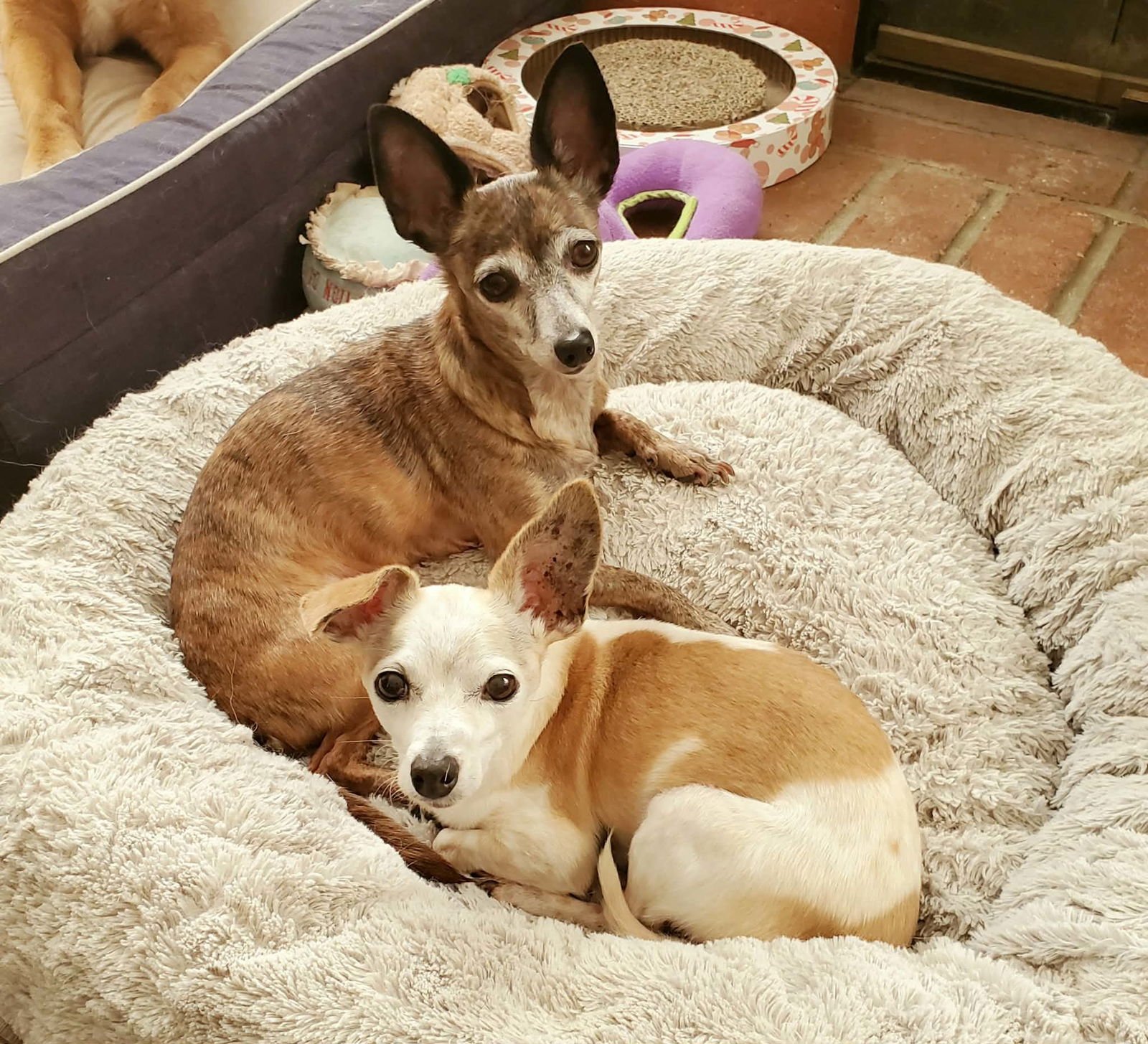 BEATRIX AND REMY - Chihuahua available for adoption