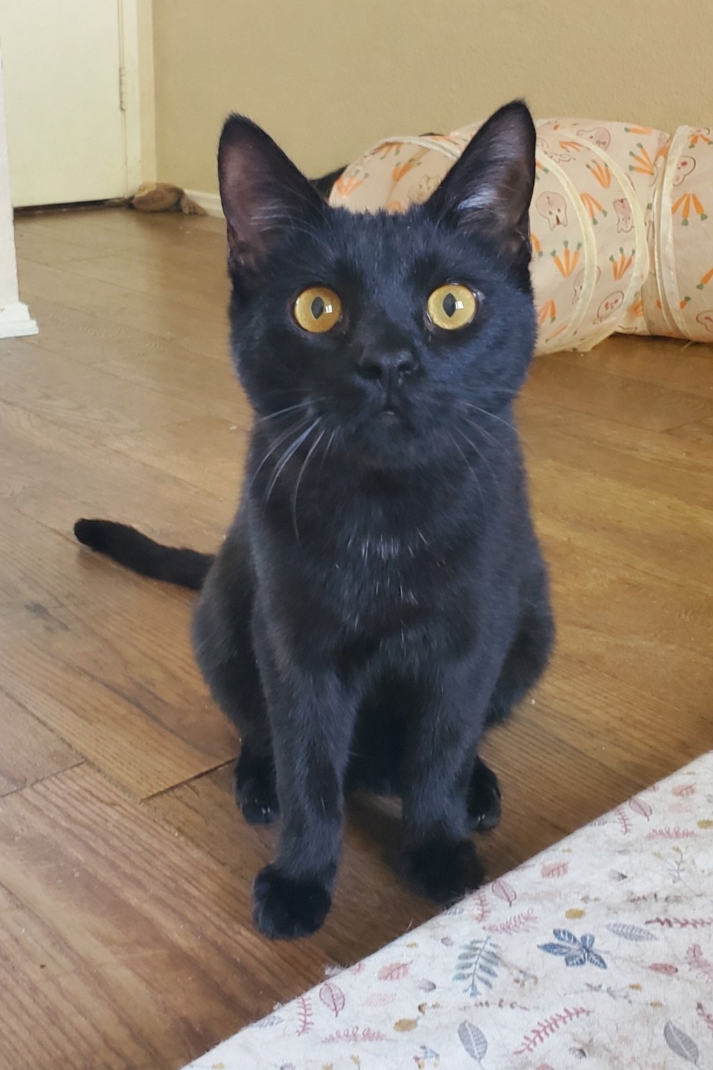 RORY - Domestic Short Hair available for adoption