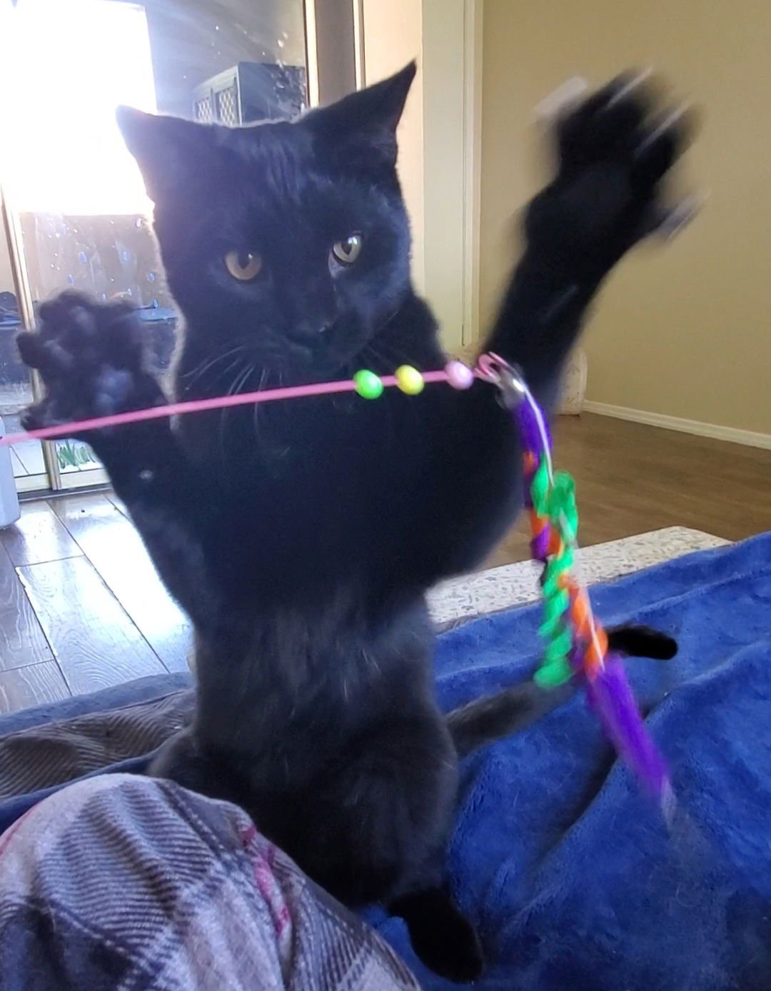 RORY - Domestic Short Hair available for adoption