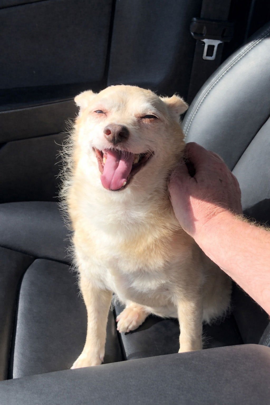 ARCHIE - Terrier / Chihuahua available for adoption