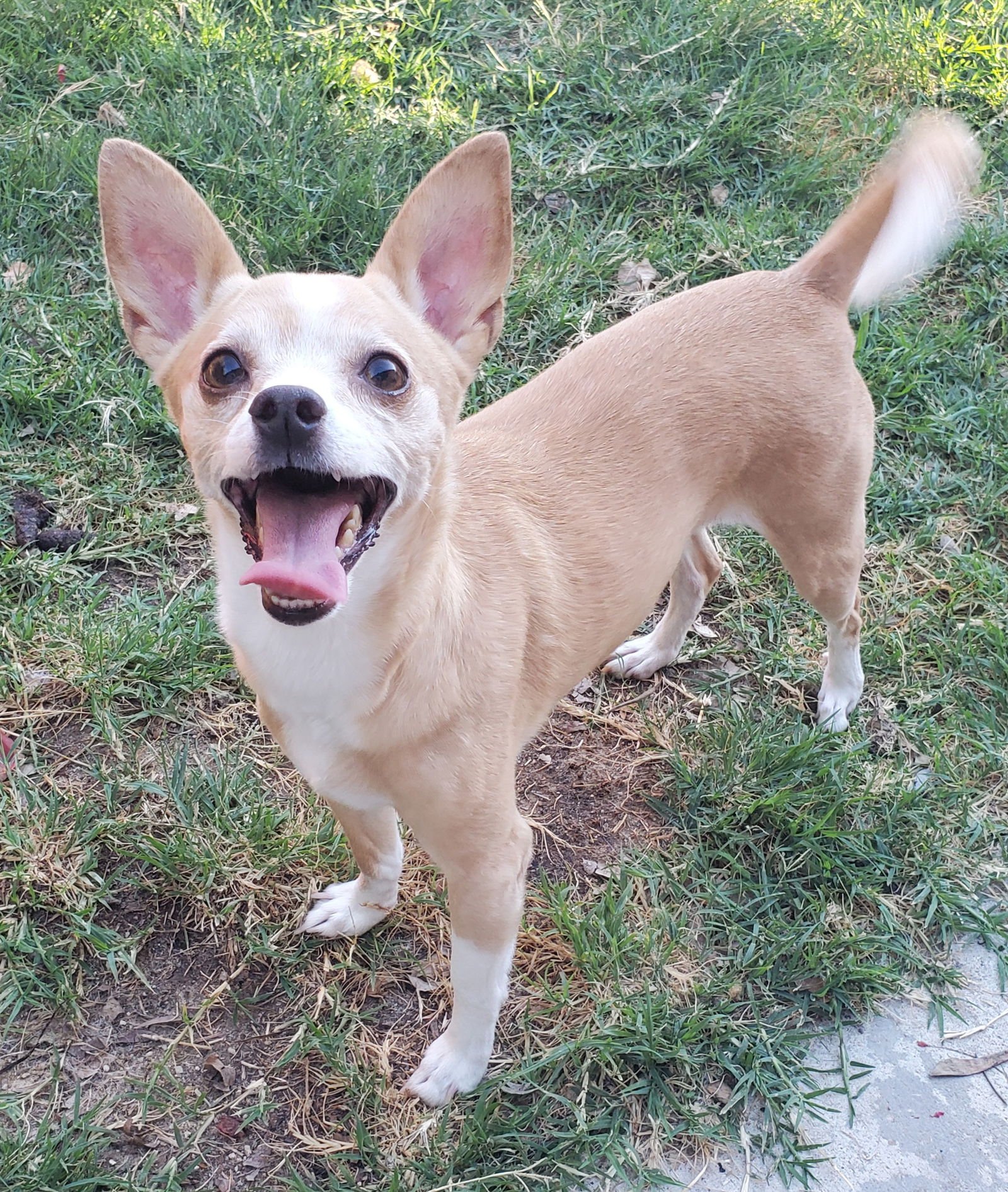 PENNY - Chihuahua available for adoption