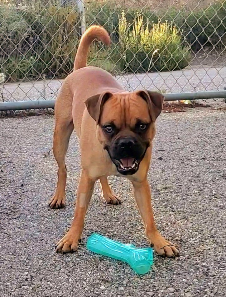 ARLO - Pug / Boxer available for adoption