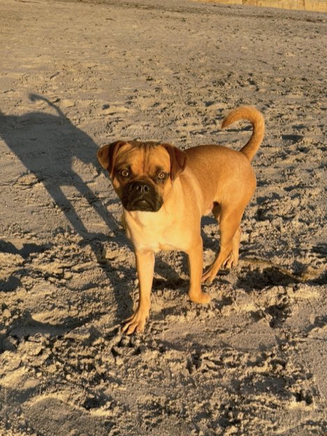 ARLO - Pug / Boxer available for adoption