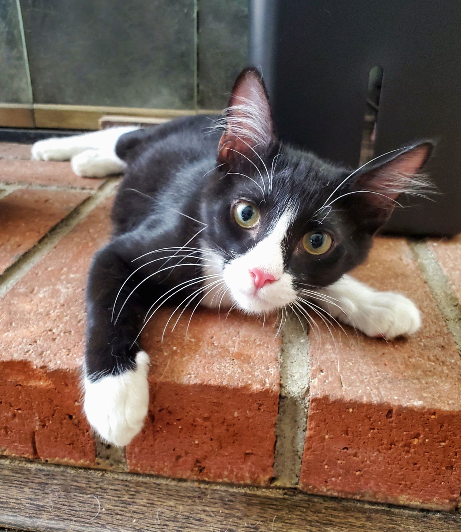 CODY - Tuxedo available for adoption