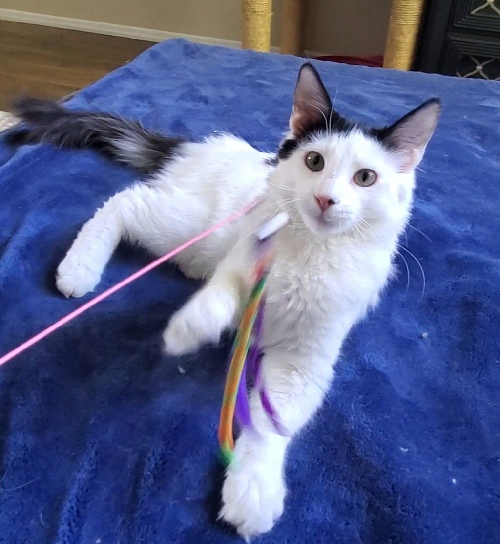 BRUCE - Domestic Long Hair available for adoption