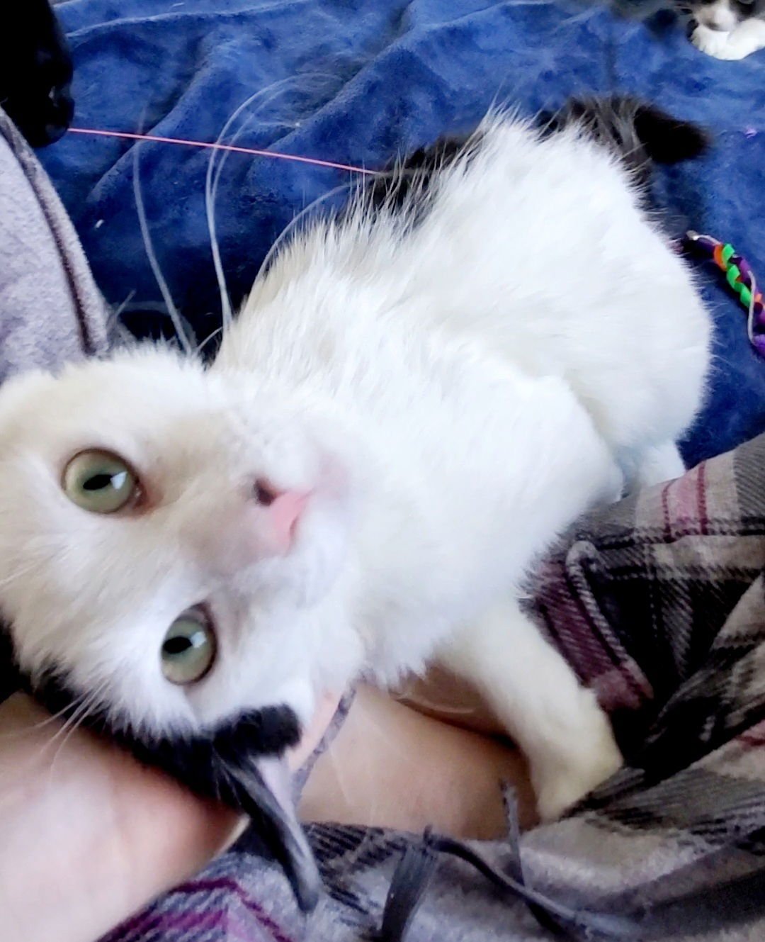 BRUCE - Domestic Long Hair available for adoption