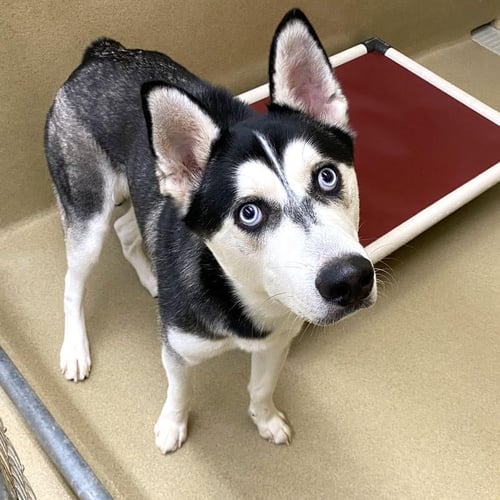 KING - Siberian Husky available for adoption