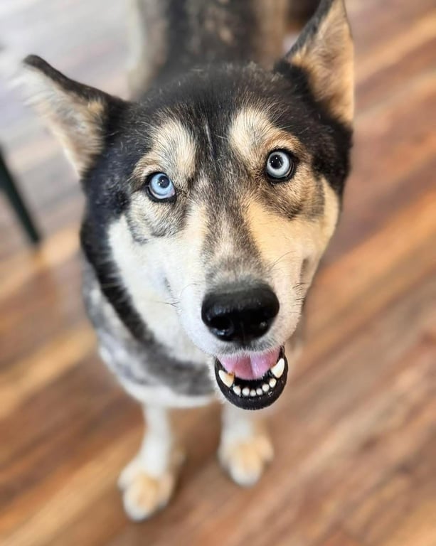 Freya Image