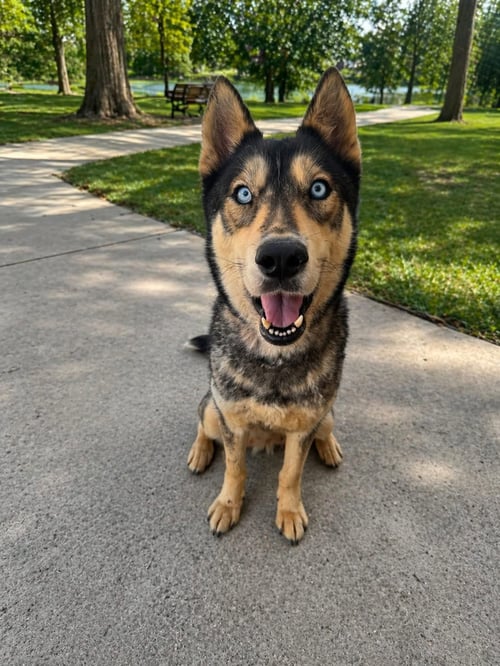 FREYA - Siberian Husky available for adoption