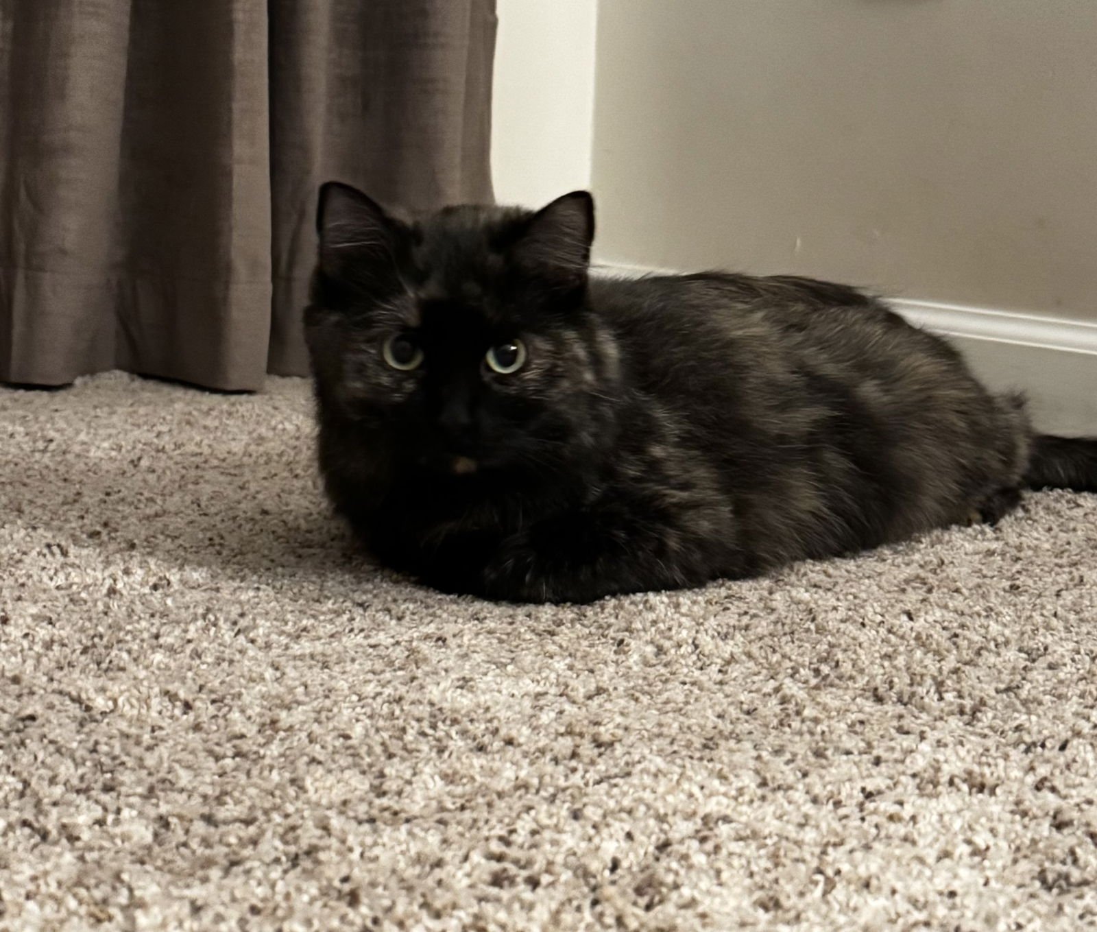 MOLLY - Tortoiseshell available for adoption