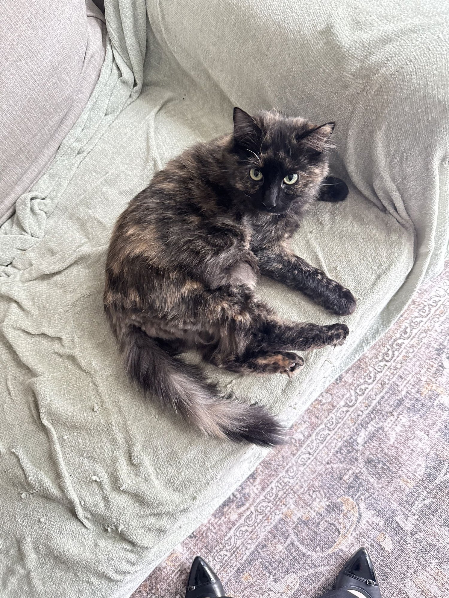 MOLLY - Tortoiseshell available for adoption