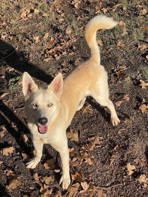 ORION - Siberian Husky / Labrador Retriever available for adoption