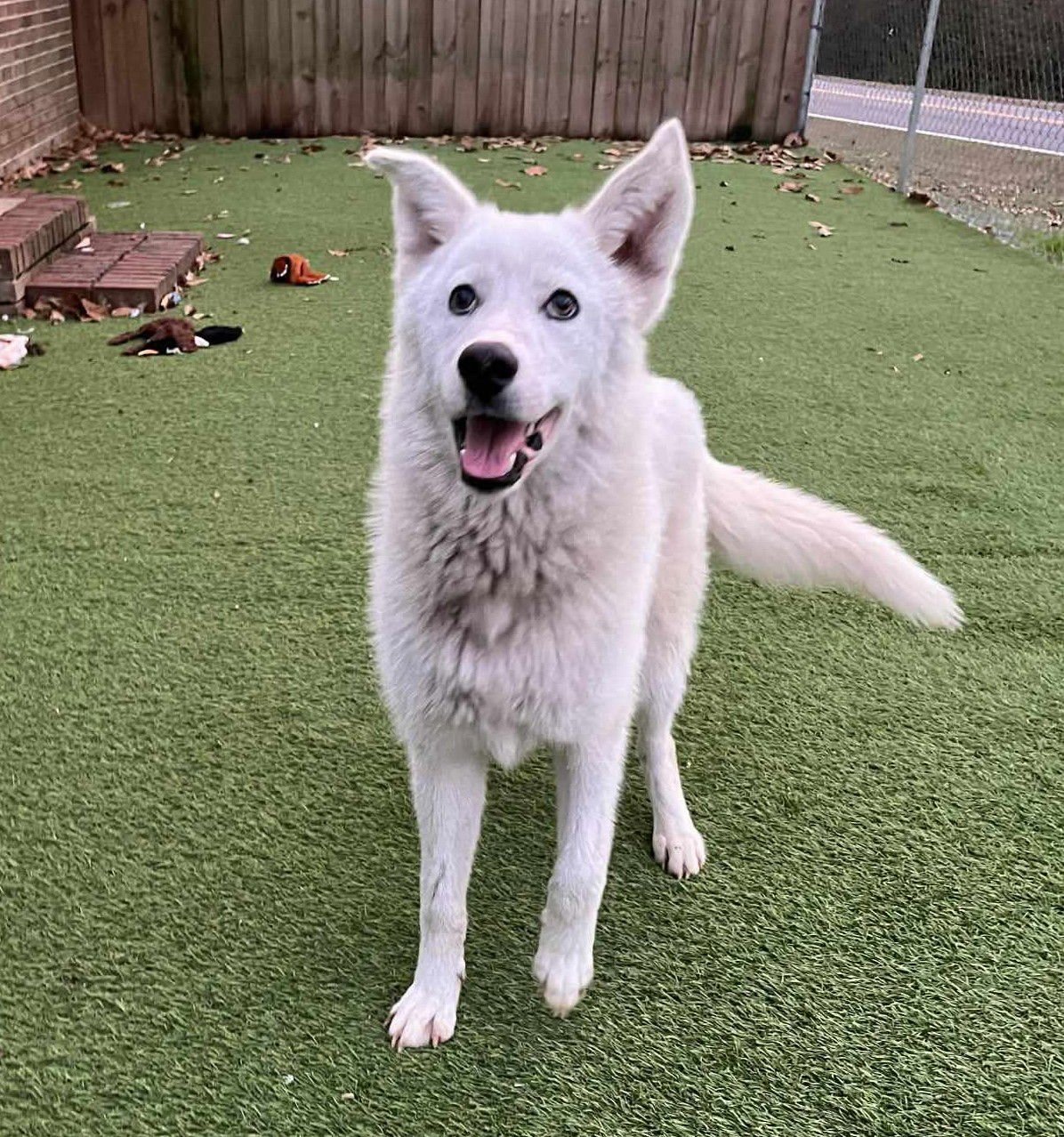 EVE - Siberian Husky / German Shepherd Dog available for adoption
