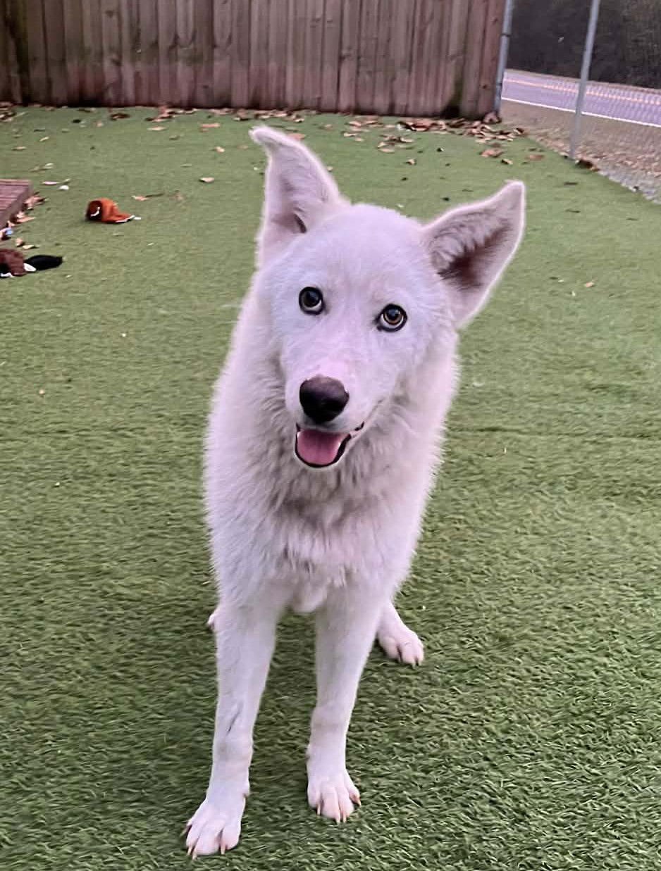 EVE - Siberian Husky / German Shepherd Dog available for adoption
