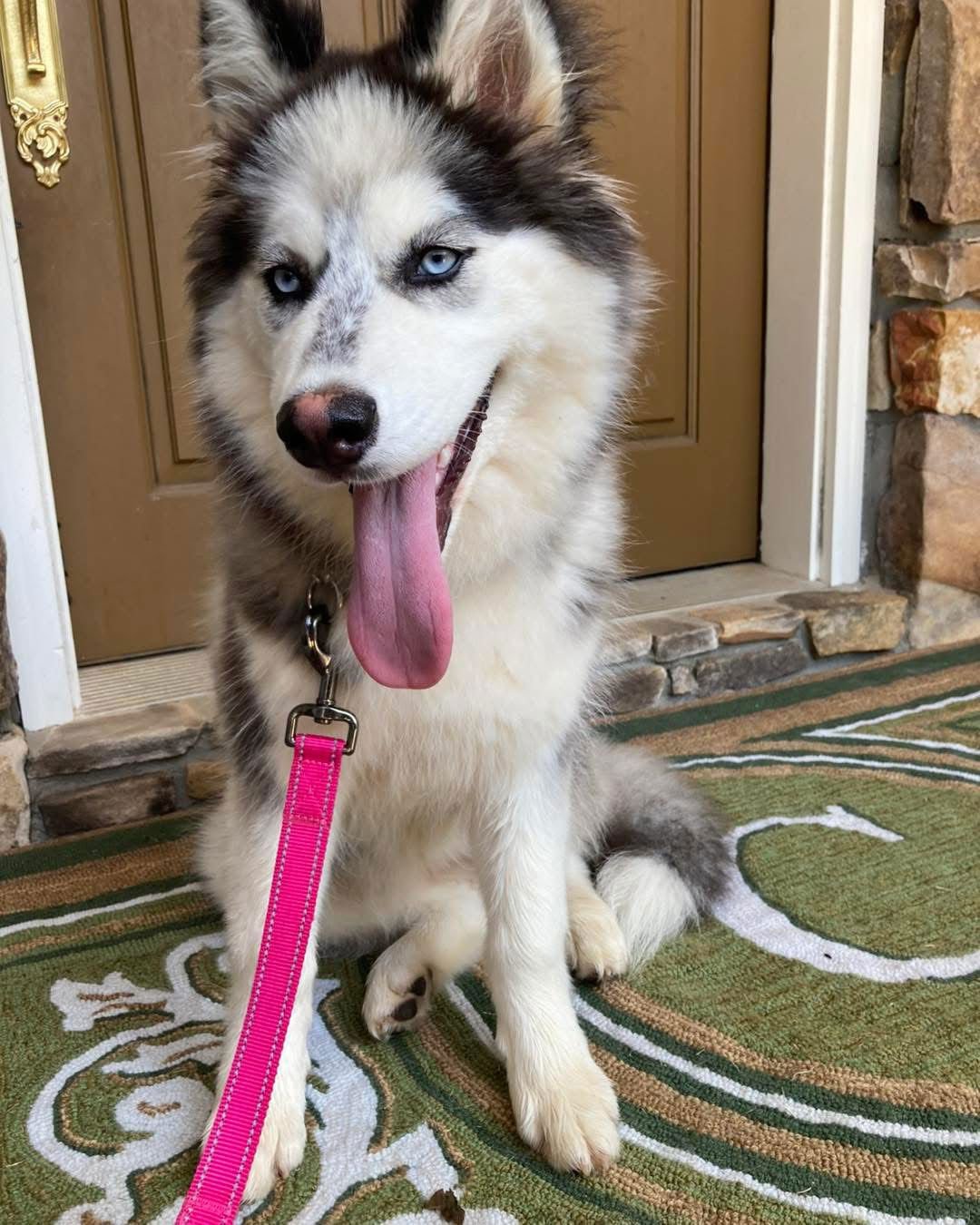 NYX - Siberian Husky available for adoption