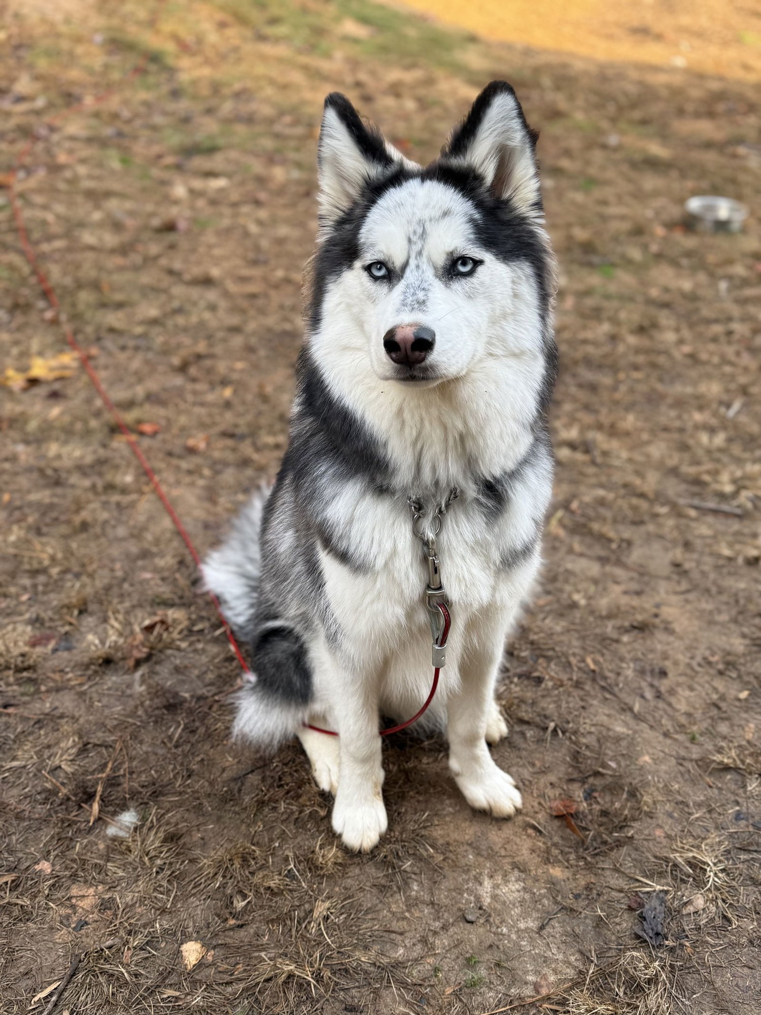 NYX - Siberian Husky available for adoption