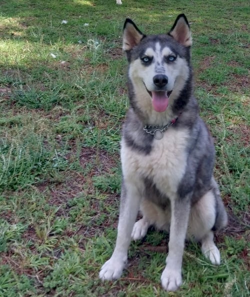 WILMA - Siberian Husky available for adoption