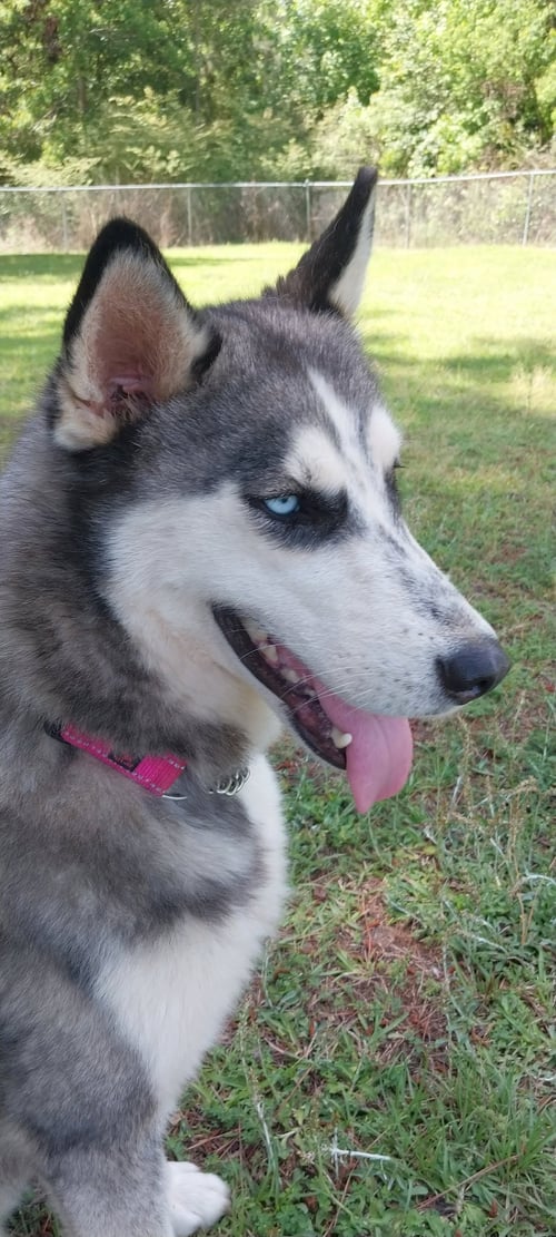 WILMA - Siberian Husky available for adoption