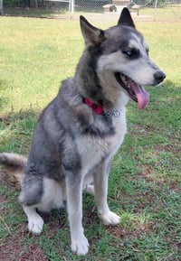 Wilma - Photo 4