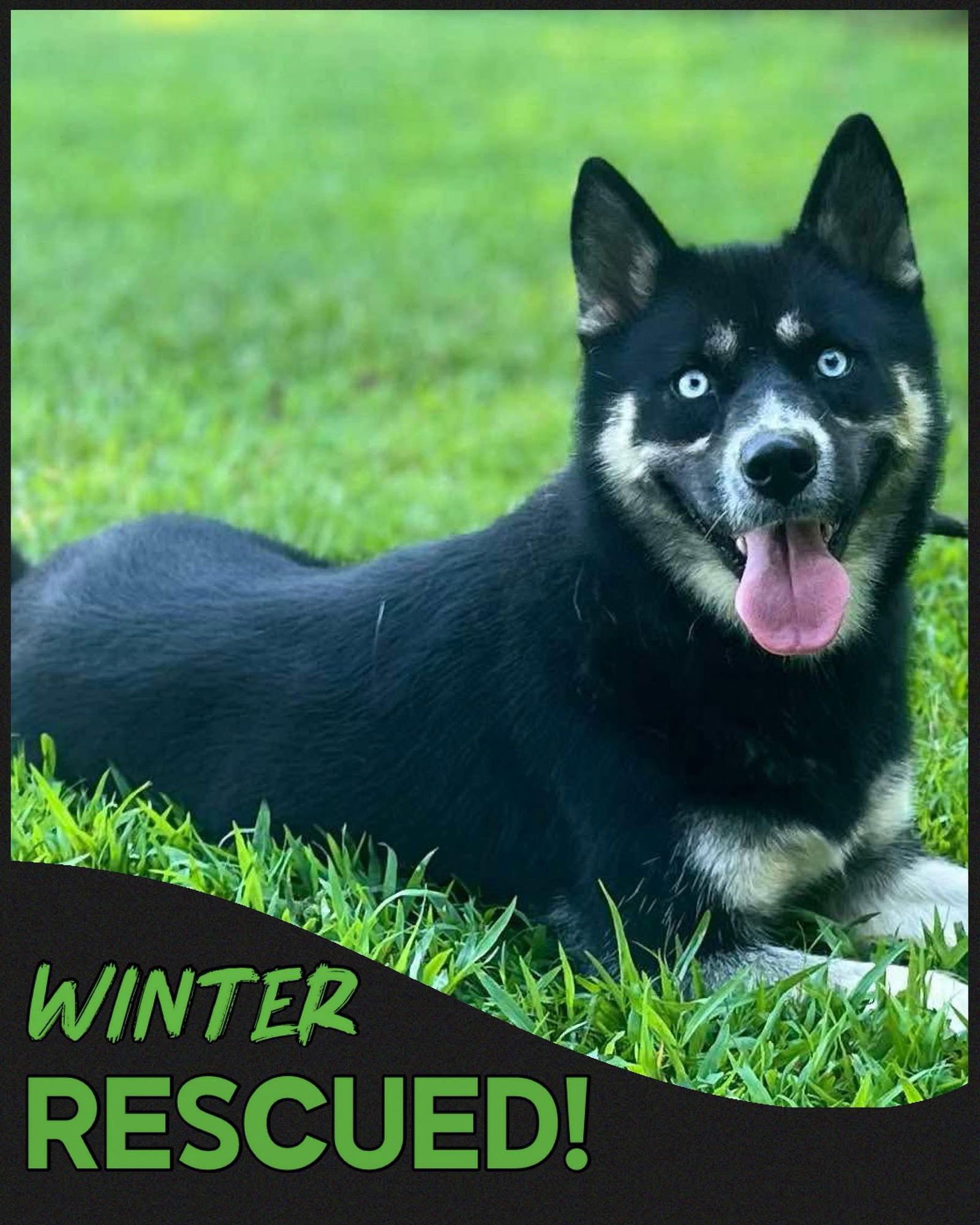 WINTER - Siberian Husky / Border Collie available for adoption