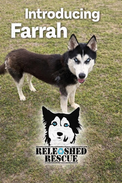 FARRAH - Siberian Husky available for adoption