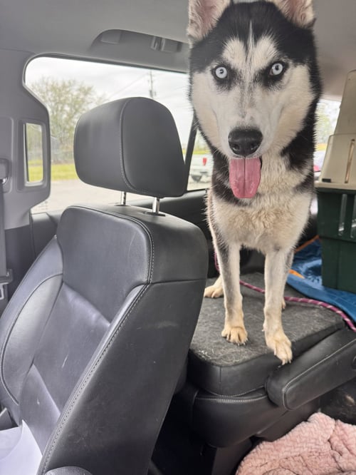 FARRAH - Siberian Husky available for adoption