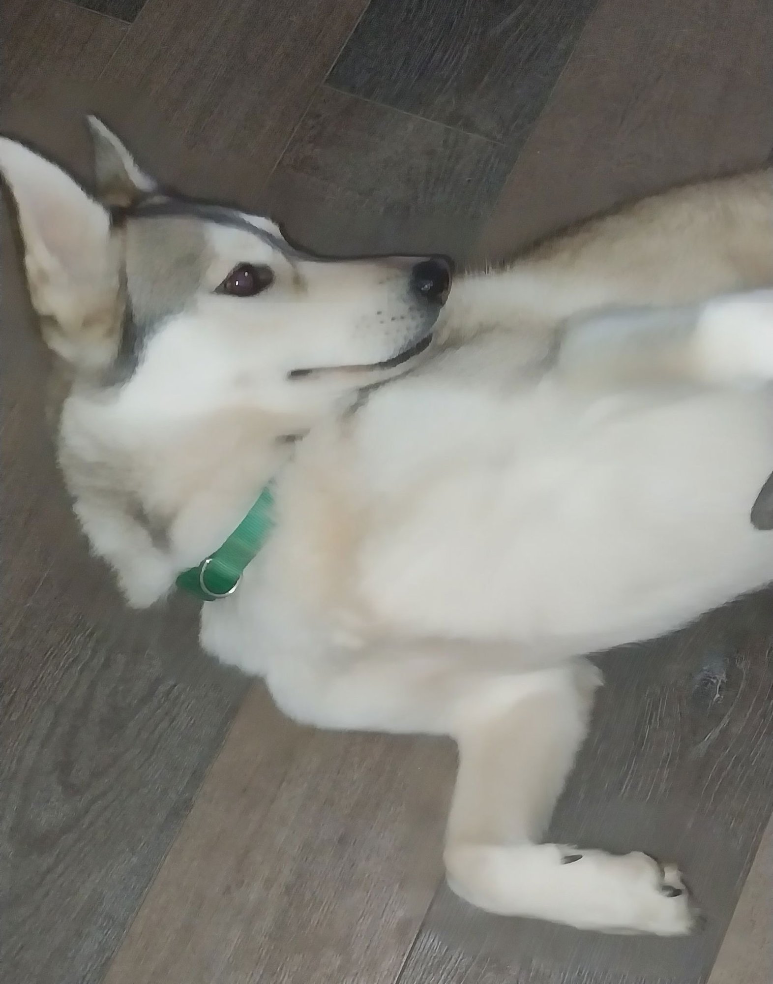 DAISY - Siberian Husky available for adoption