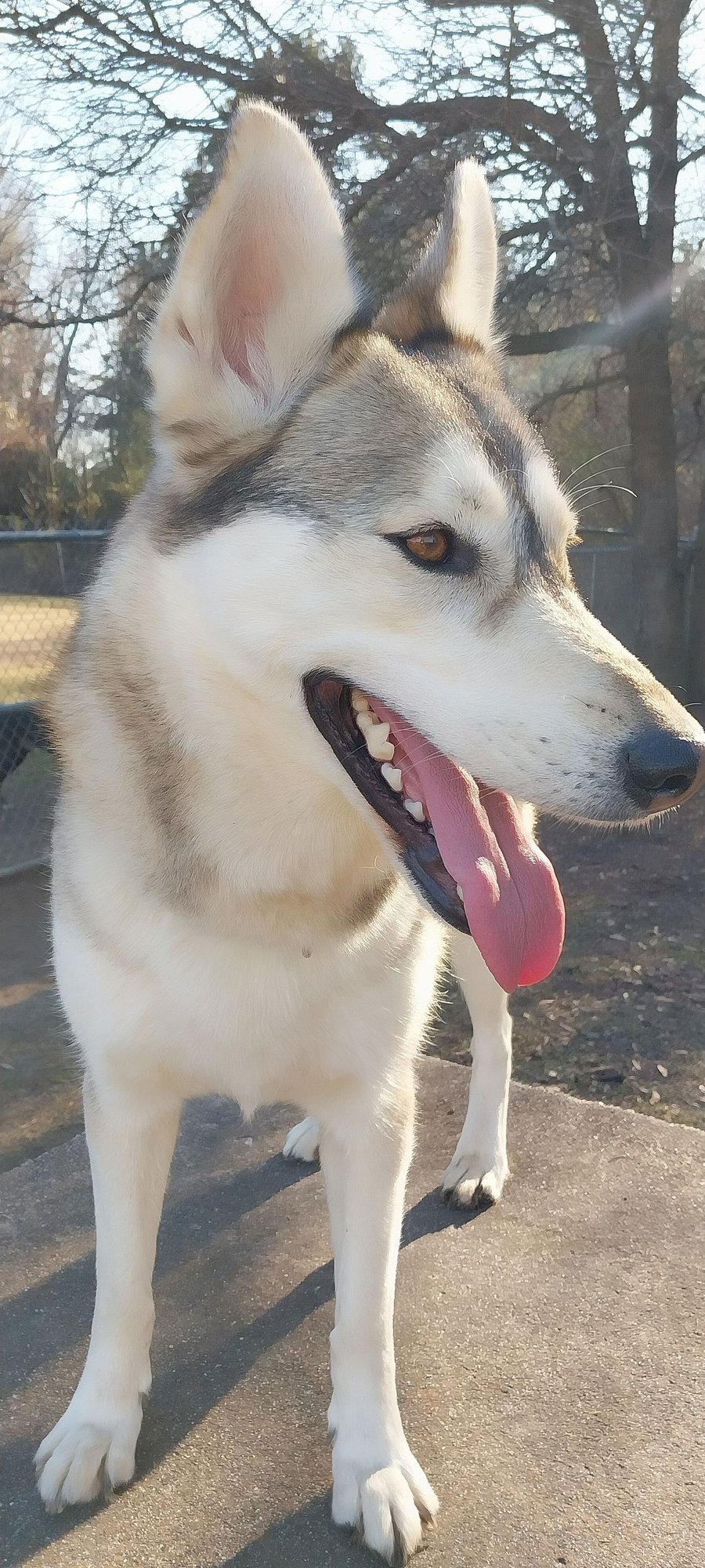 DAISY - Siberian Husky available for adoption