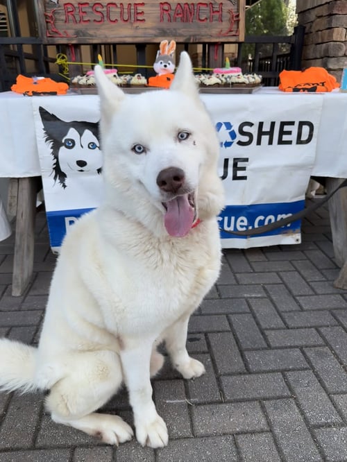 ABEL - Siberian Husky available for adoption
