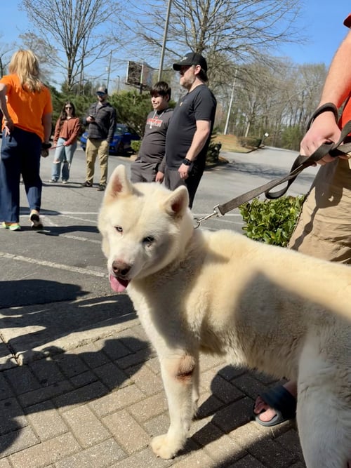 ABEL - Siberian Husky available for adoption
