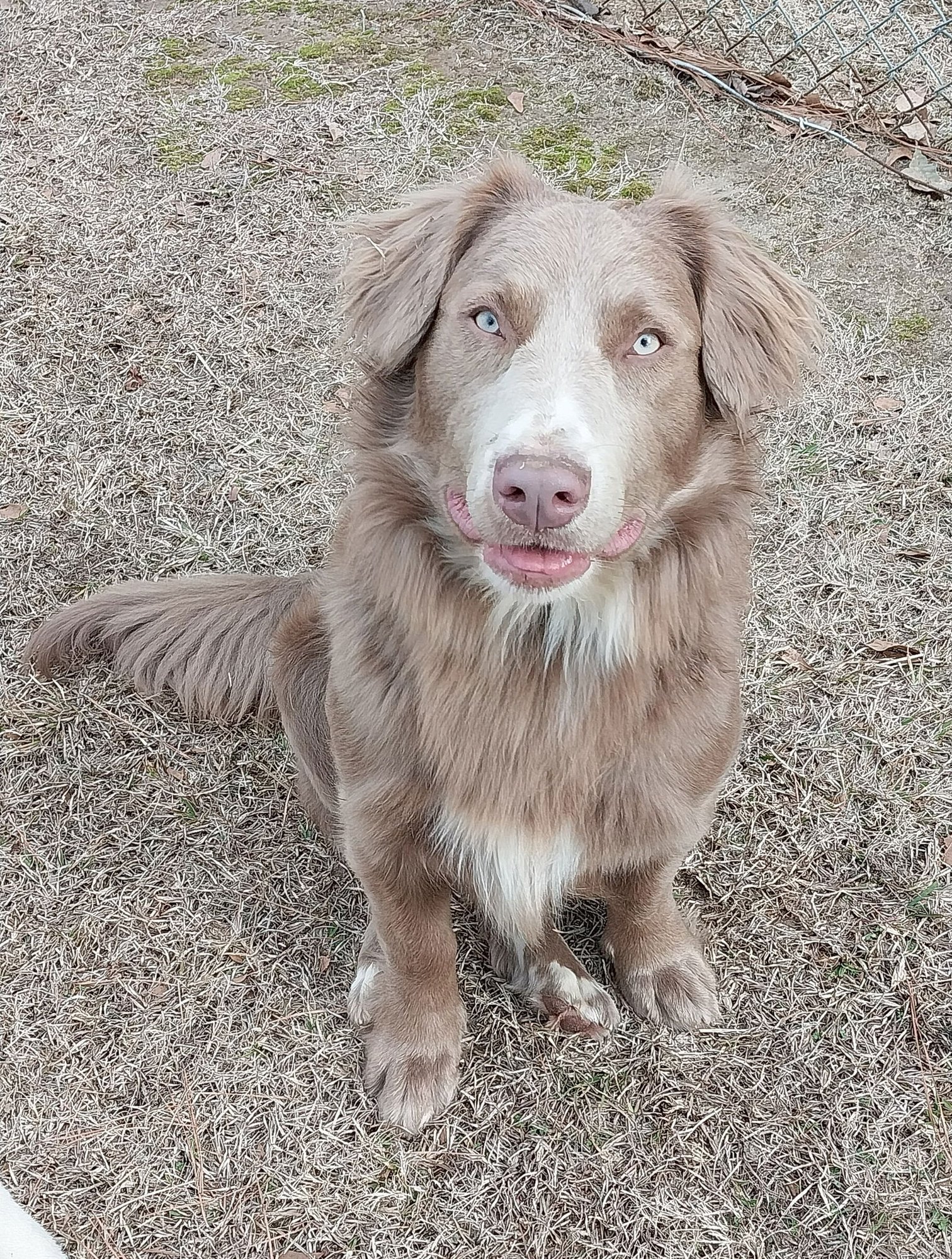 GATSBY - Siberian Husky / Australian Shepherd available for adoption