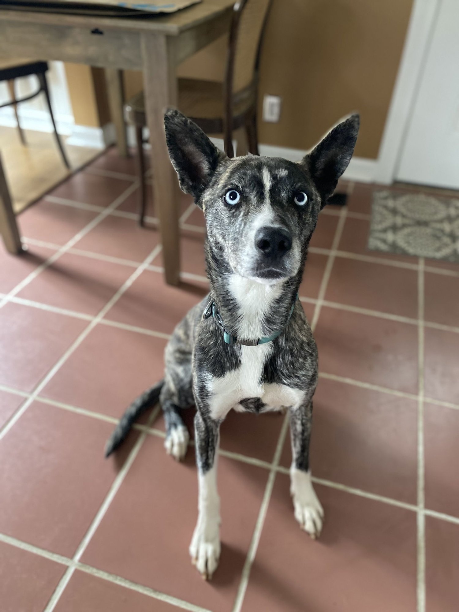 DASHER
