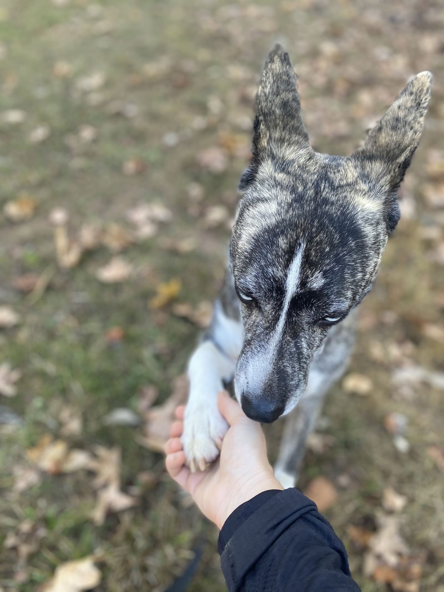 DASHER - Boxer / Siberian Husky available for adoption