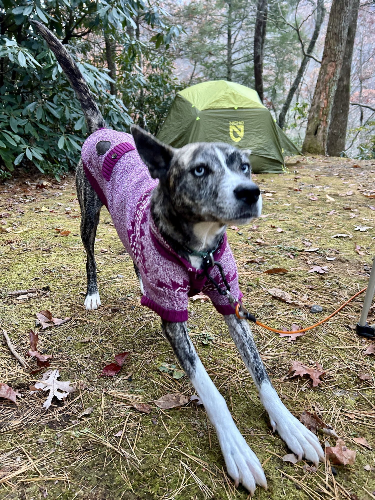 Dasher - Photo 3