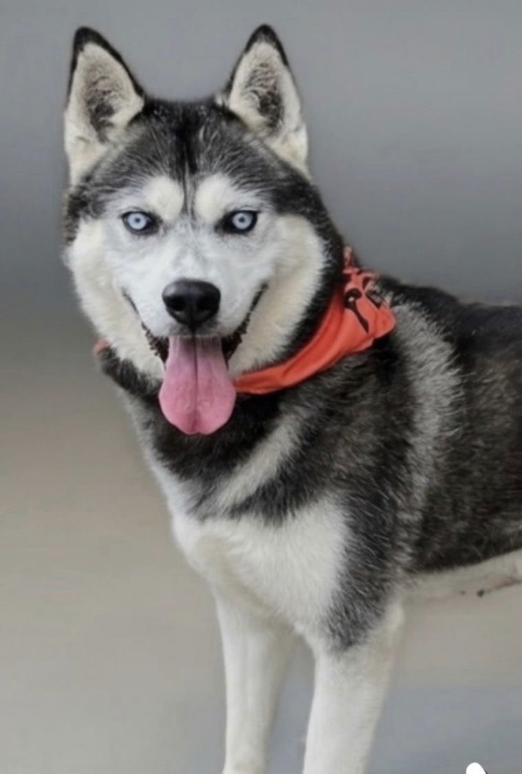 NEO - Siberian Husky available for adoption