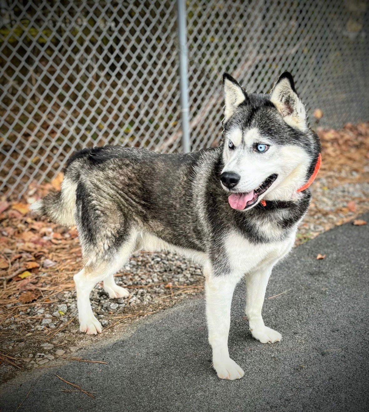 NEO - Siberian Husky available for adoption