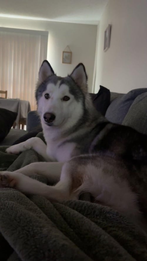 LUKE - Siberian Husky available for adoption
