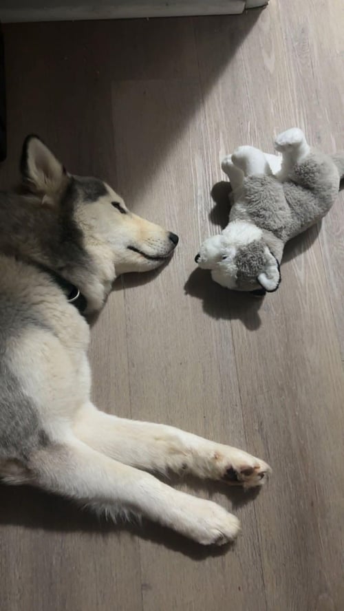 LUKE - Siberian Husky available for adoption