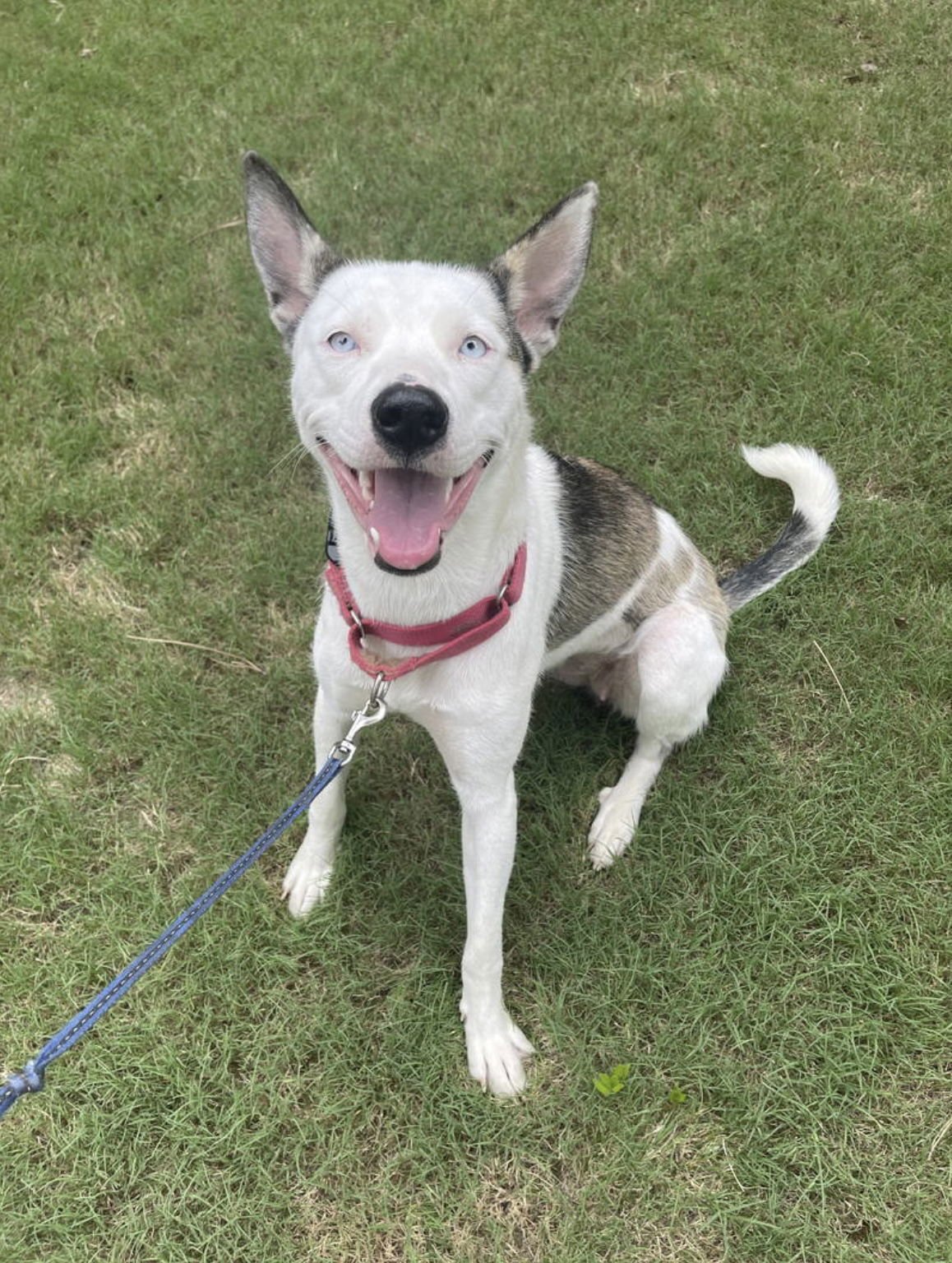 KACY - Siberian Husky / American Pit Bull Terrier available for adoption